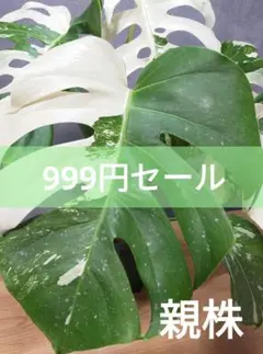 M26】斑入りモンステラ ホワイトタイガー カット茎 成長点2つ - メルカリ