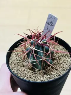 サボテン翠晃冠錦斑入り抜き苗発送 - メルカリ