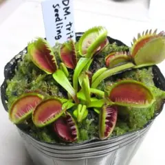 2026年最新】食虫植物 ハエトリソウの人気アイテム - メルカリ