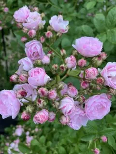ツル薔薇 ぐんまい 細め挿し穂5本 - メルカリ