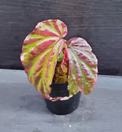Begonia sp. Crazy pink ベゴニア クレイジーピンク 原種 - メルカリ