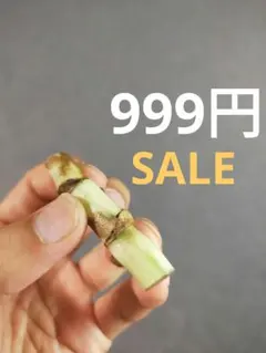 SALE中!!【E18】斑入りモンステラ ホワイトタイガー カット茎 成長点2つのサムネイル