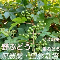 ぶどう山椒のチビ苗　1株 ぶどう山椒のチビ苗 4株 | Mercari