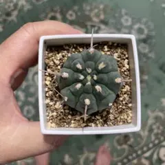 2025年最新】ギムノカリキウム バッテリーの人気アイテム - メルカリ