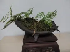トキワシノブ？　シノブ(和シノブ) 丸、白陶器盆栽！ トキワシノブ？ シノブ(和シノブ) 丸、白陶器盆栽！ - メルカリ