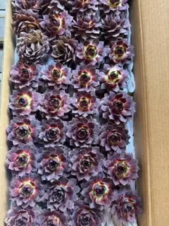 d*u様 V723　センペルビウム　35株　多肉植物 抜き苗 エケベリア 韓国苗