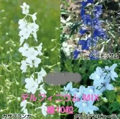 ミルクダフネ 多肉植物 カット苗 - メルカリ