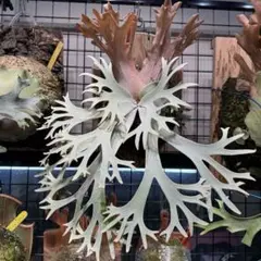 ビカクシダ P.Triceratops 三角龍（pup） - メルカリ