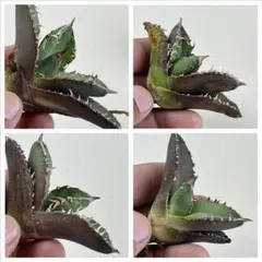 2026年最新】疣猪の人気アイテム - メルカリ