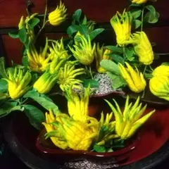 ☀幸運を招く縁起物飾り 仏手柑、斑入り仏手柑のご案内 です。 ☀幸運を招く縁起物飾り 仏手柑、斑入り仏手柑のご案内 です。 - メルカリ