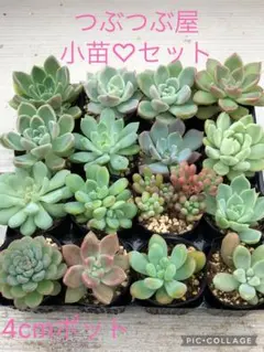 多肉植物 miyaさん苗♡小苗セット⑥ - メルカリ