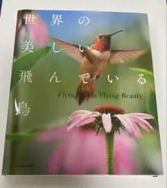 世界の美しい飛んでいる鳥