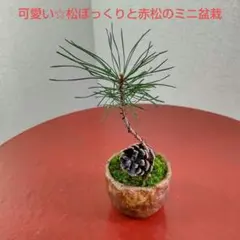 山からの来訪者☆可愛い☆松ぼっくりとイキイキ元気な松のミニ盆栽 不老長寿・邪気除