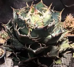 2025年最新】アガベ 白鯨 親株の人気アイテム - メルカリ