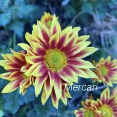 ユーアマイ様 リクエスト 3点 まとめ商品