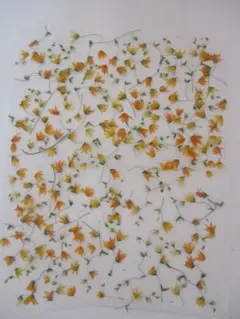 メラスフェルラの押し花