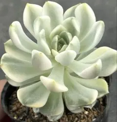 パープルバタフライ錦 抜き苗 多肉植物 2号鉢 エケベリア - メルカリ