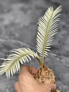 2025年最新】黄金ソテツの人気アイテム - メルカリ