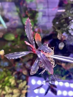 2026年最新】ゴーストカリマンタンの人気アイテム - メルカリ