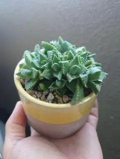 多肉植物 フォーカリア 四海波 群生のサムネイル