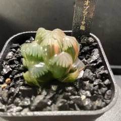 白*澤様 氷灯オブツーサ錦　超美株　良斑