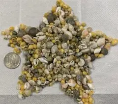ミニ貝殻　190g