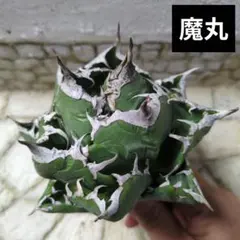 魔丸①　アガベ　チタノタ