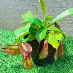 Nepenthes peltata x mira 山本 - メルカリ