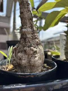 【超激レア/極美/塊根植物】フィルミアナ コロラータ 超大株 鉢植え 超激レア/極美/塊根植物】フィルミアナ コロラータ 超大株 鉢植え
