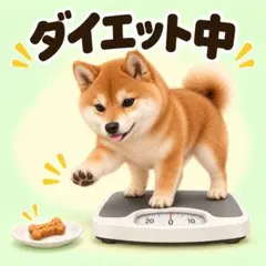 耐水ステッカー　柴犬　ダイエット中　スマホイン　かわいい　犬