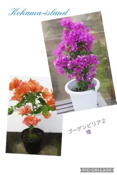 ブーゲンビリア盆栽　丸み株　キャンドル種 ブーゲンビリア盆栽 丸み株 キャンドル種 この春に挿し木した