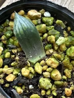 ハオルチア ナイルの一滴 カキ仔 未発根 カット小苗 - メルカリ