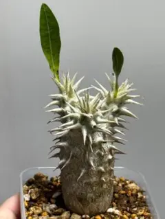 パキポディウム 恵比寿大黒 多年実生 良株 塊根植物 コーデックス 観葉植物