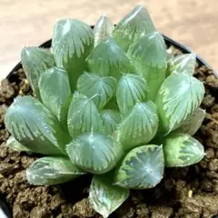 特価】ハオルチア ブルーレンズオブツーサ錦 極上斑 - メルカリ