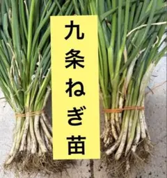 100)北もみじ2000 玉ねぎの苗 100本 - メルカリ