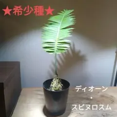☆希少種☆　ディオーン スピヌロスム　メキシコソテツ　高さ：46㌢　4.5号のサムネイル