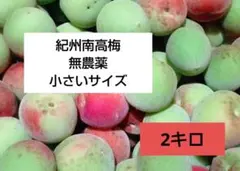 こんこん様 完熟梅 1Kg 食べごろサイズ - メルカリ
