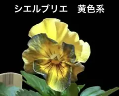 まるまま様 リクエスト 2点 まとめ商品