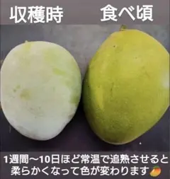 【専用出品】　かつおぶしさま　3kg超のサムネイル