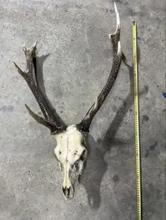 鹿 ニホンジカ 鹿角 剥製 頭骨 スカルトロフィー 頭蓋骨 ニホンジカ