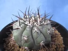 2026年最新】黒王丸 実生の人気アイテム - メルカリ