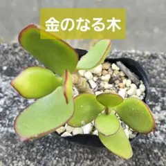 2026年最新】金の成る木多肉の人気アイテム - メルカリ