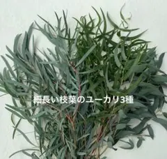 細長い葉のユーカリ3種
