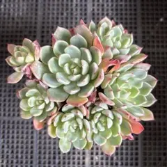 はなちゃん様 リクエスト 4点 まとめ商品