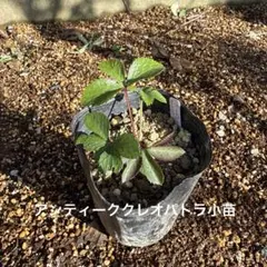 Nao14＊様 リクエスト 2点 まとめ商品