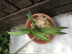 至宝の山採り品】富貴蘭 御来光（スーパーホワイト） - メルカリ