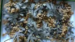 ミモザ ドライフラワー 花材