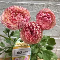 2026年最新】ラナンキュラス イカロスの人気アイテム - メルカリ