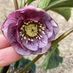 2026年最新】クリスマスローズウインターシンフォニー の人気アイテム