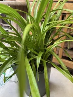 【現物出品・レア種特大株】ビカクシダ・アプラス（APLUS）（aplus）親株 現物出品・レア種特大株】ビカクシダ・アプラス（APLUS）（aplus